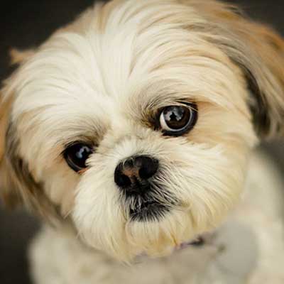Shih Tzu
