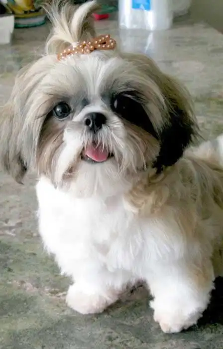 Breed Origin