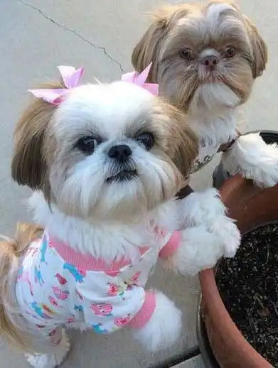 Breed Appearance