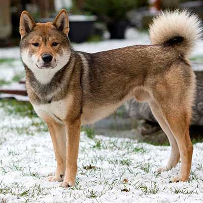 Shikoku