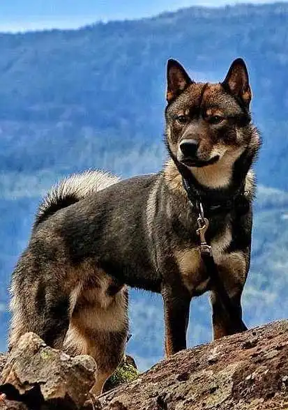 四国犬の歴史・起源