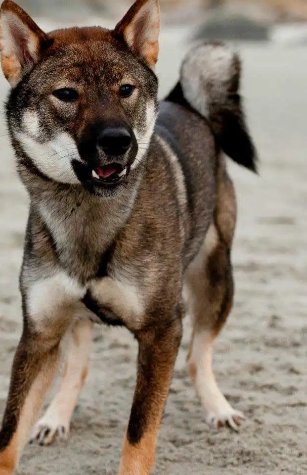四国犬の外見・体型