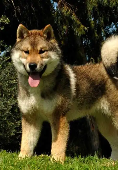 四国犬のお手入れ・ケア