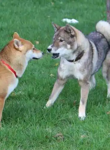 四国犬の性格・気質