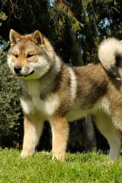 四国犬の必要な運動量・遊び