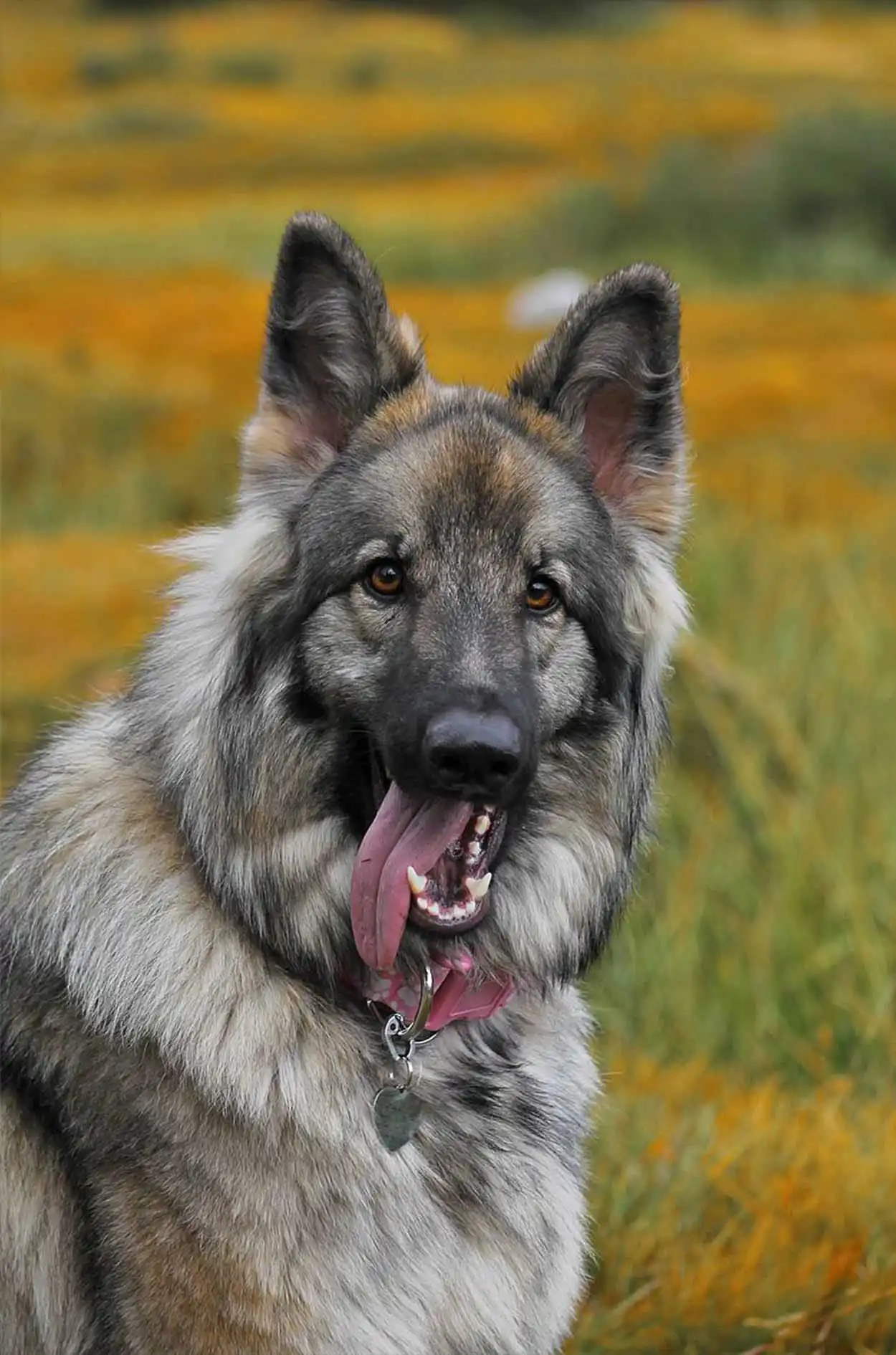 Breed Origin