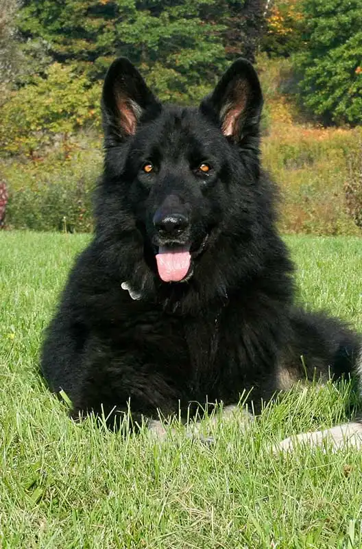 Breed Appearance