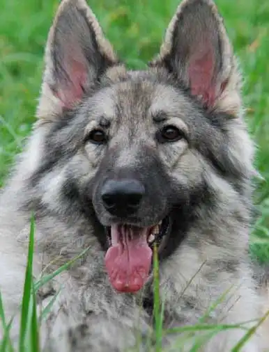 Behavior & Temperament