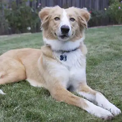 Shockerd dog breed.