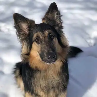 Shollie dog breed.