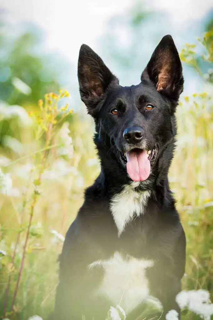 Breed Origin