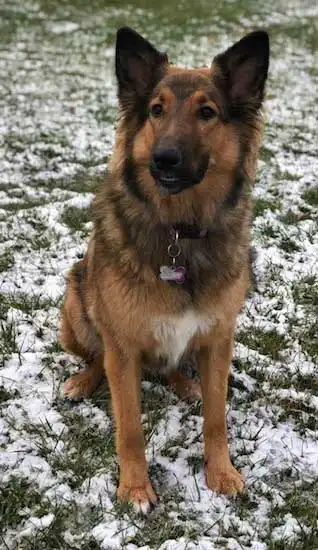 Breed Appearance