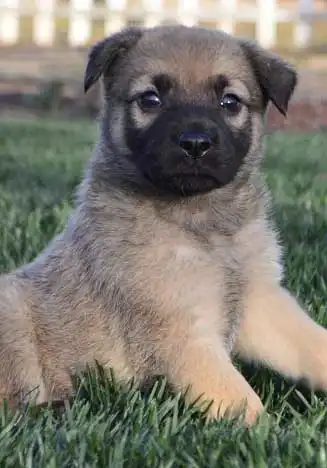 Breed Origin