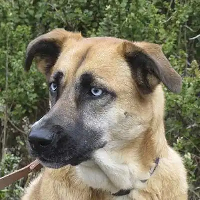 Siberian Black Mouth Cur dog breed.