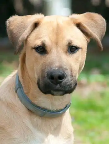 Breed Appearance