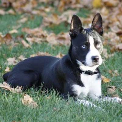 Siberian Boston