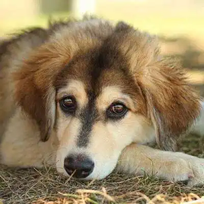 Siberian Cocker dog breed.