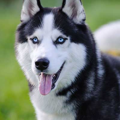 Siberian Husky