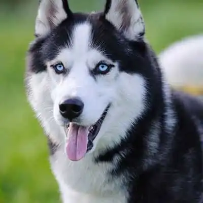 Siberian Husky dog breed.
