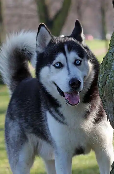 Breed Origin