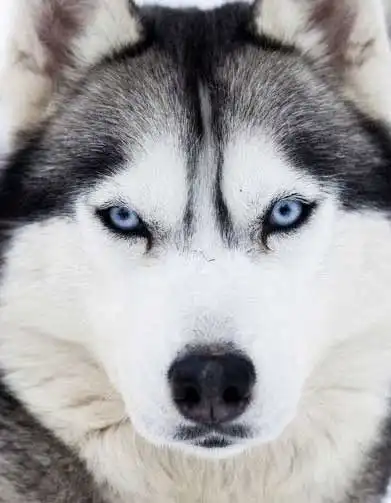 Breed Appearance
