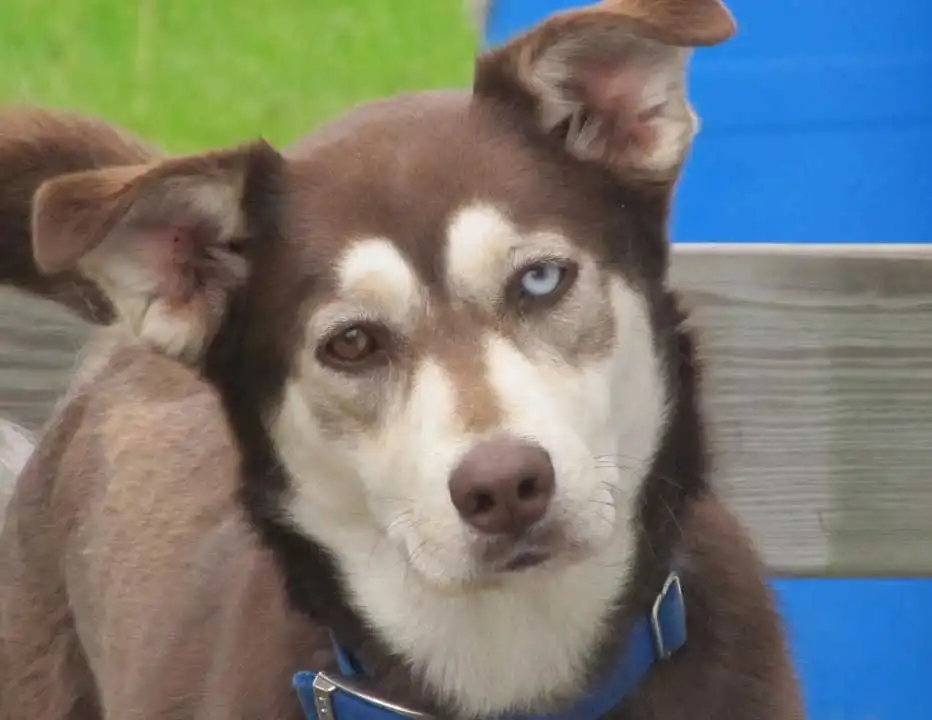 Perro perdiguero siberiano