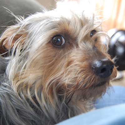 Silkshund