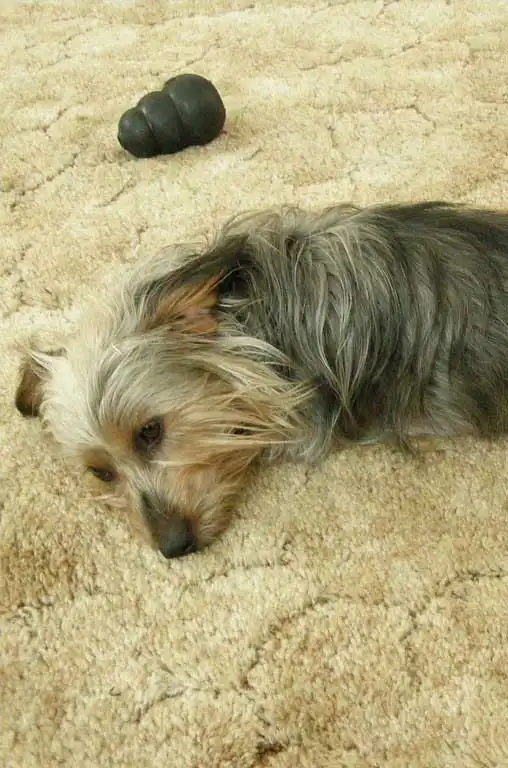Aspetto del Silkshund