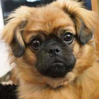 Silky Pug