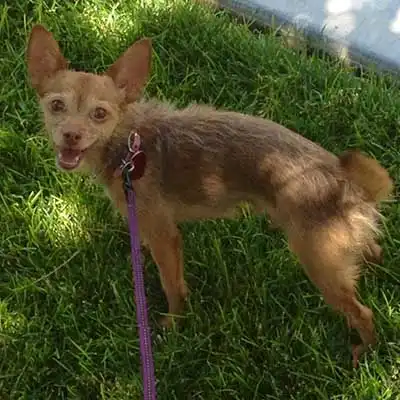 Raza de perro Silkyhuahua.