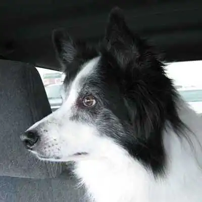 Ski-Border dog breed.