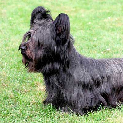 Skye Terrier