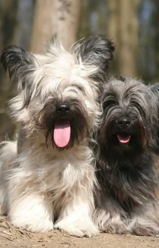 Breed Origin