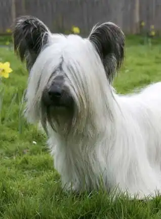 Breed Appearance