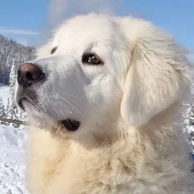 Slovac Cuvac dog breed.