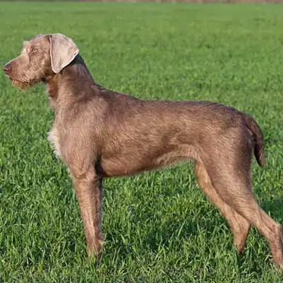 Slovakian Wire-Haired Pointing Dog dog breed.