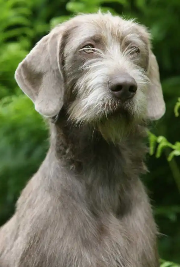 Breed Origin