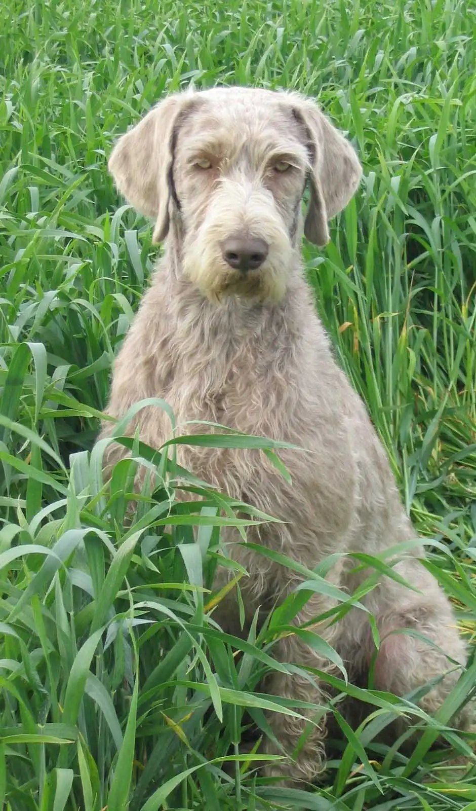Breed Appearance