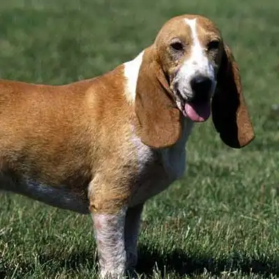 Small Swiss Hound dog breed.