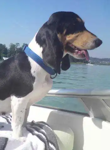Small Swiss Hound: Breed Origin