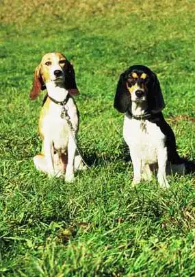 Small Swiss Hound: Breed Appearance