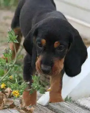 Small Swiss Hound: Care Routine
