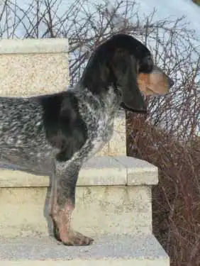 Small Swiss Hound: Behavior & Temperament