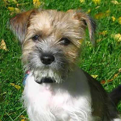 Smooth Fo-Tzu