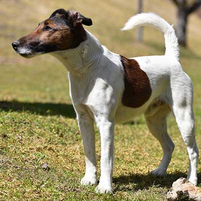 Smooth Fox Terrier
