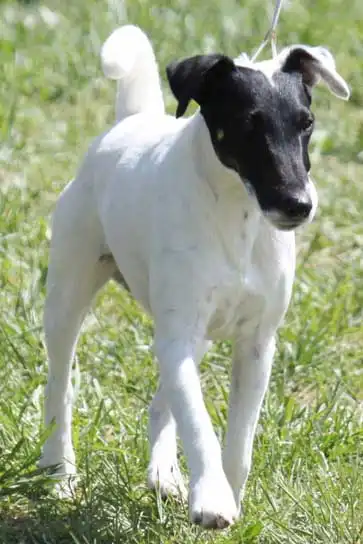Breed Origin