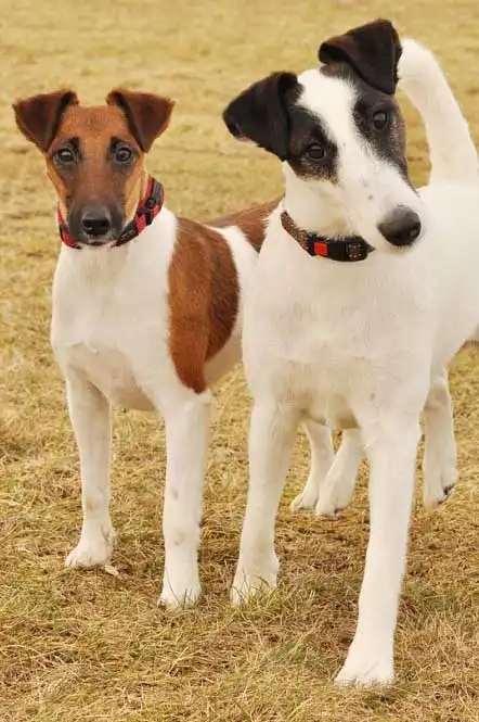 Breed Appearance