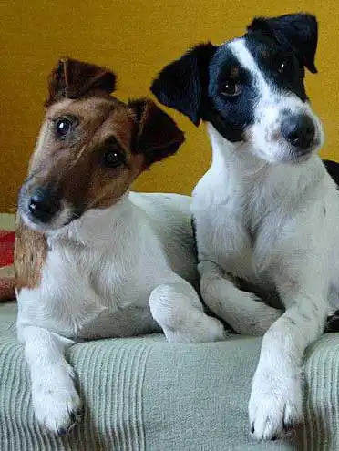 Behavior & Temperament