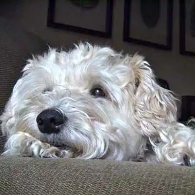 Soft Coated Wheatzer dog breed.