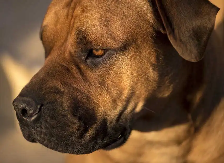 South African Boerboel